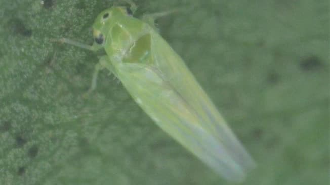 モモ、スモモ、ウメにヨコバイ　県内で初めて確認