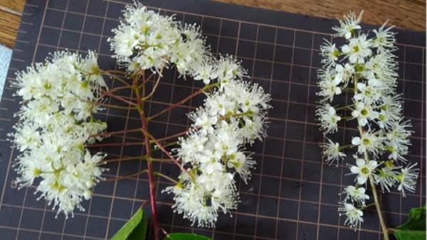 100以上の花つける「ウワミズザクラ」発見　研究素材や花木利用に期待　森林総合研究所