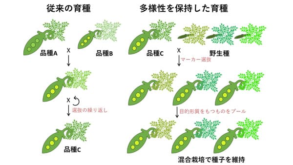 栽培化歴のある雑草「ヤハズエンドウ」のゲノム多様性を評価　かずさＤＮＡ研究所