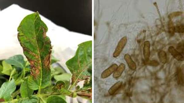 「S. lycopersici」によりバレイショの病害　国内で初の報告