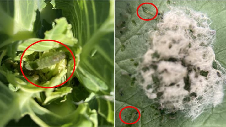 過去10年で最高　オオタバコガ、ハスモンヨトウ、コナガ発生