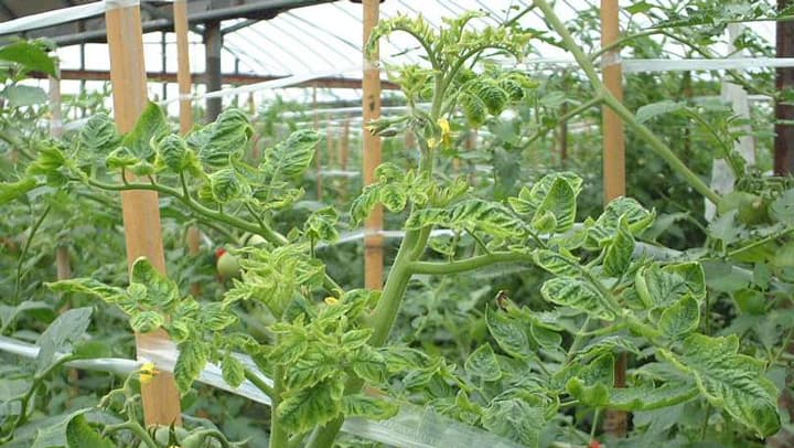 トマト黄化葉巻病　県内で発生　平年より多く