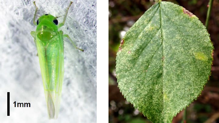 ウメ、モモにヨコバイ科「Singapora shinshana」県内で初発生