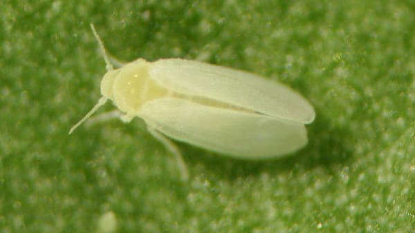 過去10年で最高　トマトにタバココナジラミ　県北部で発生