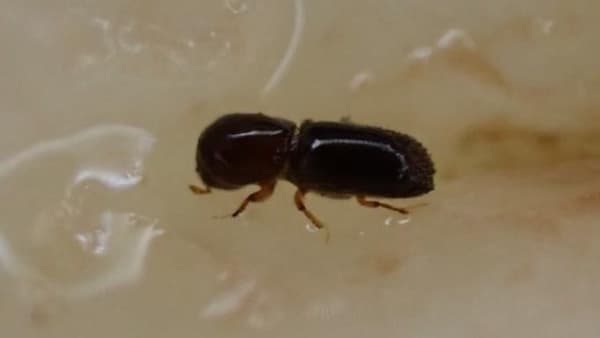 なしにサクセスキクイムシ　県南東部で発生