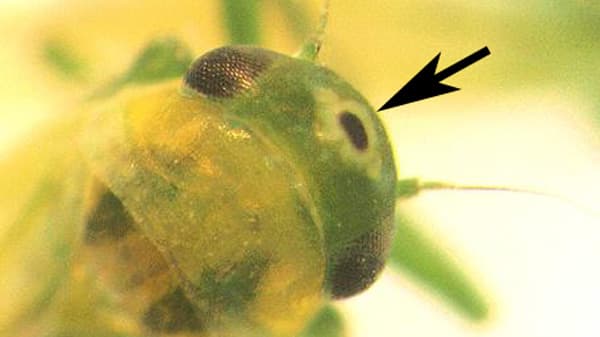 ももにヨコバイ科一種のS.shinshana県内で新発生広島県