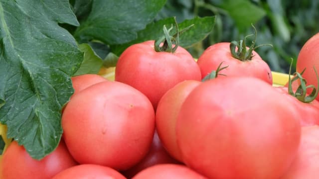 コナジラミ類　成虫寄生枝率と発生ほ場率が過去10年で最高