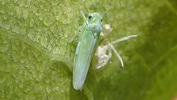 ウメ、スモモ、アンズにヨコバイ　尾張地域で発生