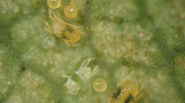 いちごのハダニ類　四国などで多発　農水省－病害虫発生予報9号