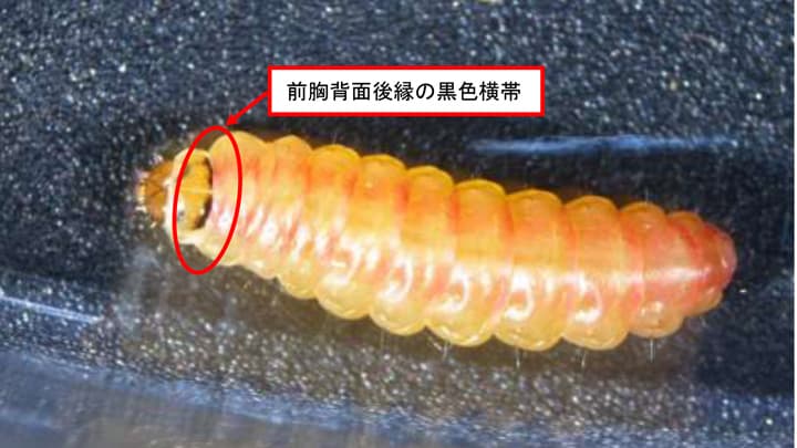 県内のトマト施設でトマトキバガ　国内で初確認