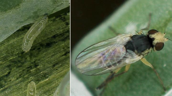 ネギハモグリバエ「B系統」県内で初発生