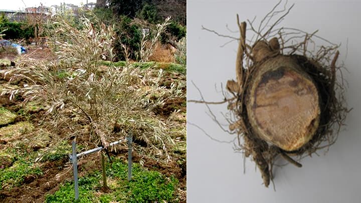 国内未報告の「バーティシリウム立枯病病」県内のオリーブほ場で確認