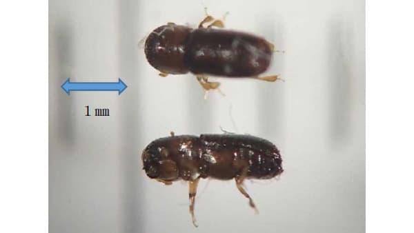 ナシにサクセスキクイムシ　県内で初確認