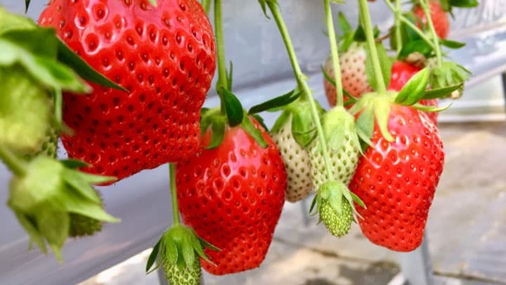 いちごハダニ類　県下全域で発生