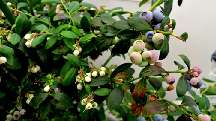 東京農工大学が冬季ブルーベリーの栽培に成功 　伊勢丹新宿店で販売開始