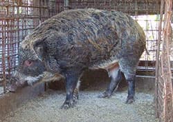 【STOP 獣害】「ビリリッ！」 電気柵で退散