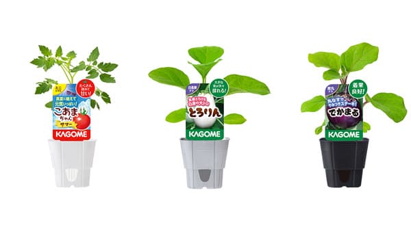 「こあまちゃんサマー」など新登場　家庭園芸用苗2023販売開始　カゴメ