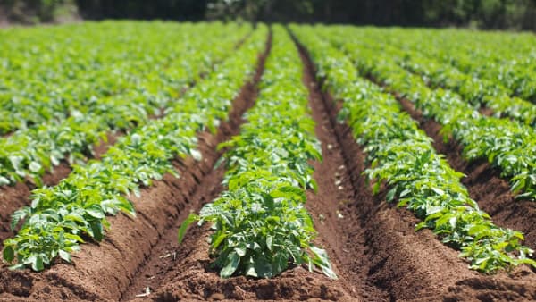 「農機具王」有機栽培を支援するための多面的サポートを強化　リンク