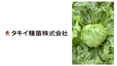 ビッグベイン病に強い厳寒期どりサリナス　レタス「Fブロウ」新発売　タキイ種苗