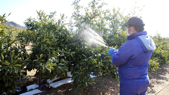 バイオスティミュラント資材の実証試験をJAみっかびと共同で開始　AGRI SMILE