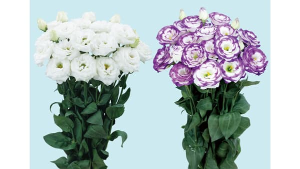 無花粉バラ咲きトルコギキョウ　新品種を発売　サカタのタネ