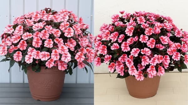 「サンパチェンス」2品種　本格販売開始　サカタのタネ