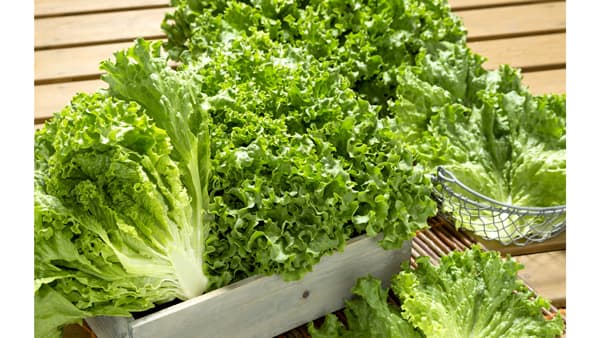 べと病と根腐病レースに複合耐病性"グリーンリーフレタス"2種を新発売　タキイ種苗