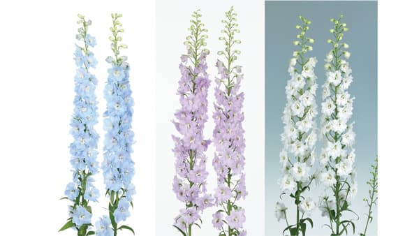 デルフィニウムの新シリーズ「キャンドルiQ」3品種を発売　サカタのタネ