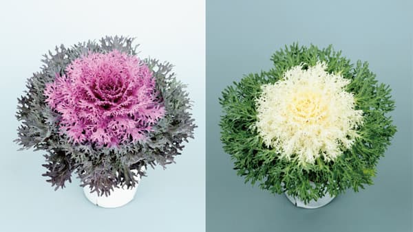 繊細さ際立つ切れ葉ハボタン「ティアード」新発売　サカタのタネ