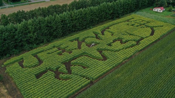 北海道更別農業高校で「ひまわり迷路」制作　最先端スマート農業技術で支援　三菱マヒンドラ農機