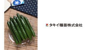 耐暑性と抜群のつるもち　多収の複合耐病性キュウリ「Vシュート」新発売　タキイ種苗