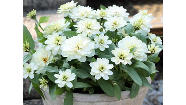 サカタのタネのジニア「Profusion Double White Improved」FS・AASで最高賞