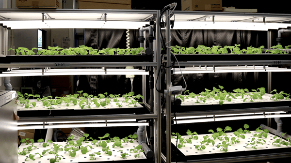 ウルトラファインバブルの農業活用における有効性実証　高知高専と肥料削減に関する共同研究　丸山製作所