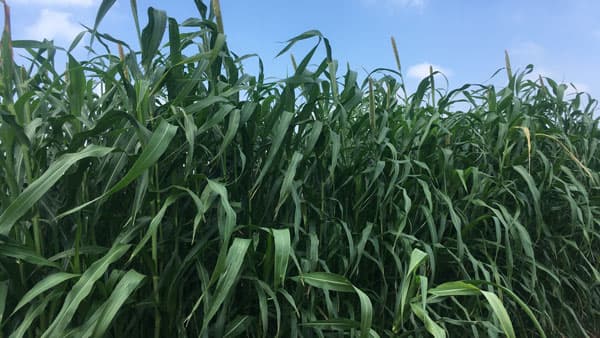 緑肥作物「ネマレット」キャンペーン実施中　雪印種苗