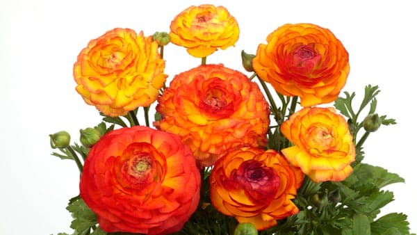 ラナンキュラス「ワンダーランドiQ」にバイカラー品種を追加　サカタのタネ