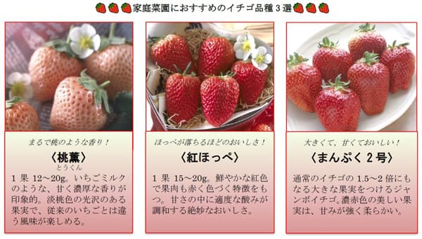 プランター菜園で「イチゴ栽培」春には自宅で手摘み体験も　タキイ種苗