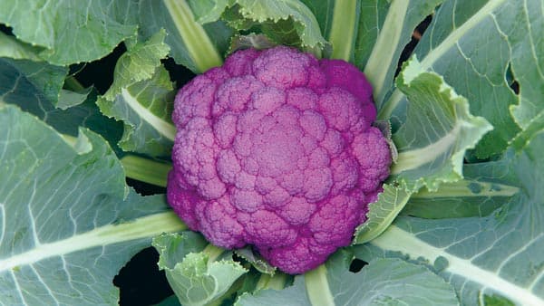 早生の紫カリフラワー「オーナメントパープル」の種子発売　サカタのタネ