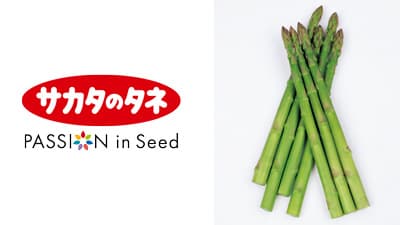 夏も冬も安定生産　アスパラガス「ハイパーウェルカム」種子を発売　サカタのタネ