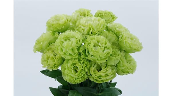 サカタのタネ・佐瀬農園「農事功績者表彰事業」で「農業技術開発功労者 名誉賞状」受章