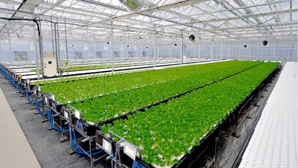 価格・用途別に選べるアクアポニックスのパッケージシステム提供開始　アクポニ