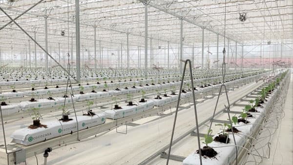 農業用ハウス「G-Castle ProⅠ」できゅうりの"全面定植"実施　タカミヤの愛菜