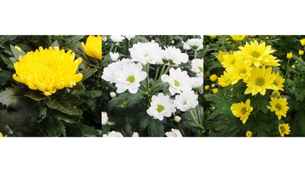 夏秋系キク切り花品種の展示会・商談会　全国10会場で開催　イノチオ精興園