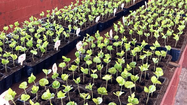 兼松・森永乳業と共同　ブラジル産コーヒー豆の持続可能なサプライチェーン構築へ　TOWING