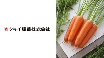耐寒性に優れる秋冬どり種　ニンジン「冬ちあき」種子を新発売　タキイ種苗