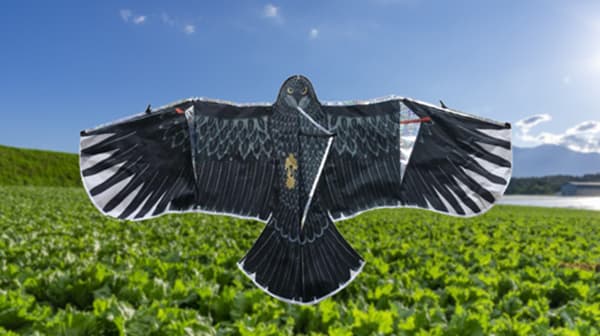 農作物を鳥被害から守る畑の番人「BICROP　キラキラ鳥追いカイト鷹」新発売　コメリ