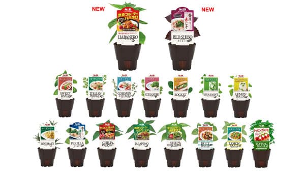 「S&Bハーブ苗」17品　4月1日に新発売「唐辛子」「しそ」が充実