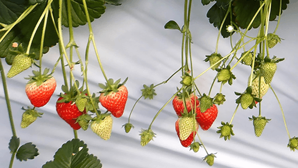 F1種子イチゴビジネス本格参入　早期の商品化へ取り組み開始　サカタのタネ