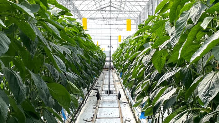 AIプログラム・自律走行機能を搭載した「レール対応型FARBOT」開発　GINZAFARM