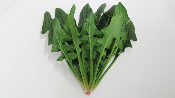 寒締め栽培向け　甘み強いホウレンソウ「寒締吾郎丸」種子発売　サカタのタネ
