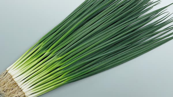 収量性、作業性のよい夏用小ネギ新品種「すさまる」開発　サカタのタネ